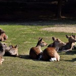 nara2