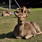 nara3