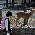 nara5