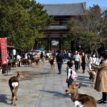 nara7