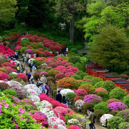 nezu_jinja_azaleas