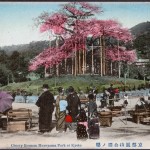 Cherry blossom Maruyama Park at Kyoto