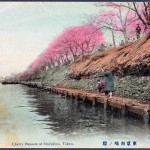Cherry blossom at Mukojima, Tokyo 1907 1918