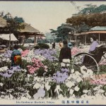 Iris garden at Horikiri, Tokyo