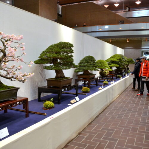 kokufu_bonsai