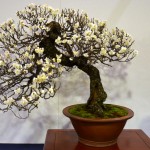 kokufu_bonsai10