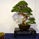 kokufu_bonsai12