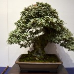 kokufu_bonsai14
