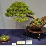 kokufu_bonsai16