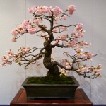 kokufu_bonsai17
