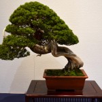 kokufu_bonsai18