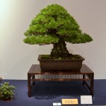 kokufu_bonsai19