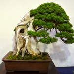 kokufu_bonsai21
