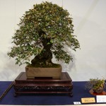 kokufu_bonsai22