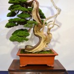 kokufu_bonsai27
