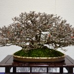kokufu_bonsai29