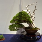 kokufu_bonsai31