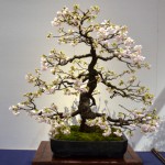 kokufu_bonsai32