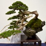 kokufu_bonsai34