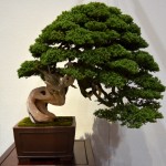 kokufu_bonsai35