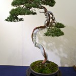 kokufu_bonsai39