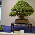 kokufu_bonsai40