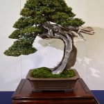 kokufu_bonsai41