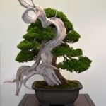 kokufu_bonsai43