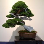 kokufu_bonsai44