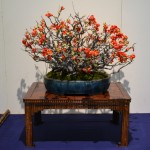 kokufu_bonsai45
