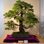 kokufu_bonsai46