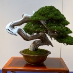 kokufu_bonsai48