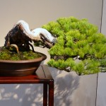 kokufu_bonsai49