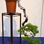 kokufu_bonsai50
