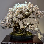 kokufu_bonsai51