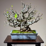 kokufu_bonsai52
