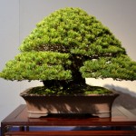 kokufu_bonsai53