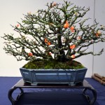 kokufu_bonsai54