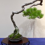 kokufu_bonsai55