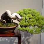 kokufu_bonsai56