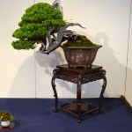 kokufu_bonsai57