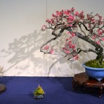 kokufu_bonsai58