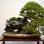kokufu_bonsai59