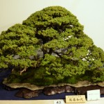 kokufu_bonsai6