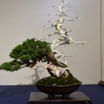 kokufu_bonsai60