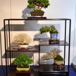 kokufu_bonsai61