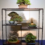 kokufu_bonsai62