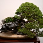 kokufu_bonsai63