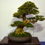 kokufu_bonsai64