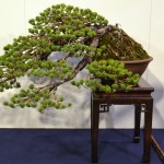 kokufu_bonsai7